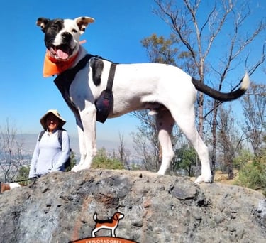 Un perro blanco y negro con arnés está de pie sobre una roca durante una excursión de montaña
