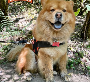 Un perro Chow Chow de pelaje esponjoso y color jengibre, con la lengua azul, que lleva un arnés