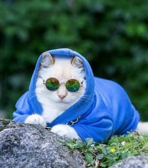 Gato blanco con sudadera azul y gafas de sol redondas, descansando al aire libre sobre una roca.