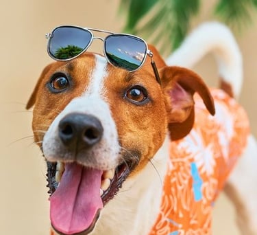 Feliz Jack Russell Terrier con una camisa de perro floral tropical y gafas de sol de las vacaciones