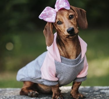 Un cachorro de perro salchicha marrón con una sudadera rosa y gris y un gran lazo rosa..
