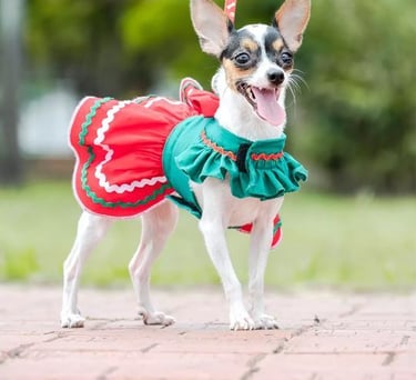 Un pequeño perro chihuahua con un vestido festivo rojo y verde de vacaciones, de pie al aire libre