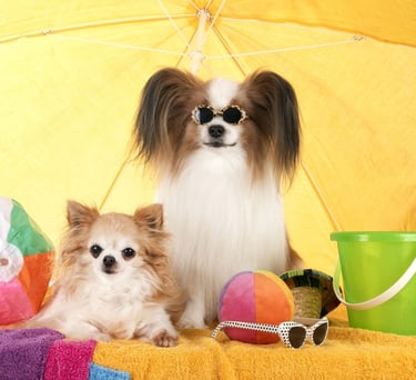 perritos con lentes, sombrillas, pelotas en la playa