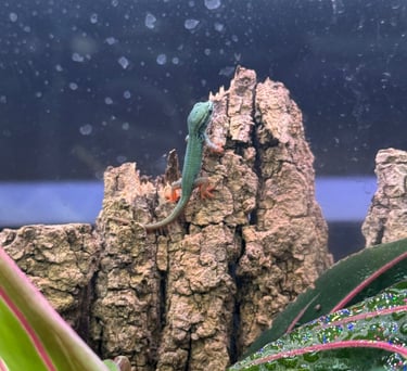 blue day gecko hatchling on cork bark