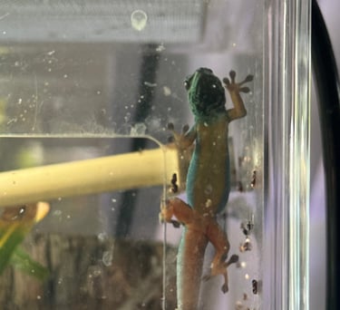 electric blue day gecko belly