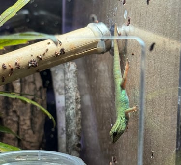 a hatching of electric blue day gecko eating Pangea