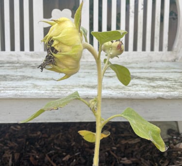 Multi headed sunflower