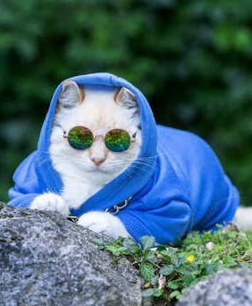 Un gato blanco con una sudadera azul con capucha y gafas de sol redondas sentado al aire libre.