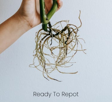 Plant roots that are ready to be repotted