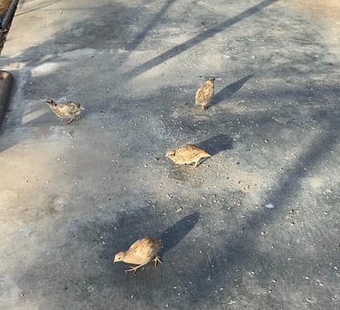 Délice d'Agrumes - quails in our greenhouses