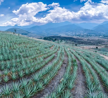 a field of agave plants with mountains in the background
