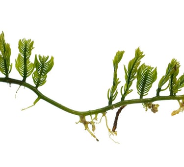 Caulerpa sertularioides
