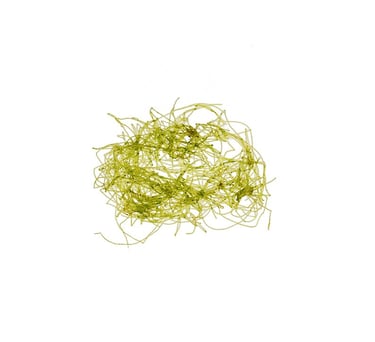 Chaetomorpha sp.