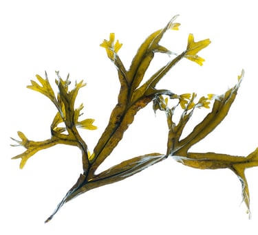 Fucus ceranoides