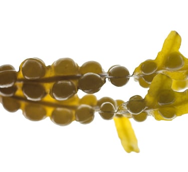 Fucus vesiculosus