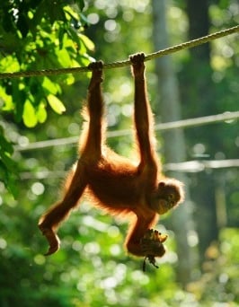 5 Days 4 Nights Kota Kinabalu, Sabah Tour & Travel Packages