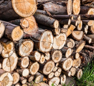 une pile de troncs de bois