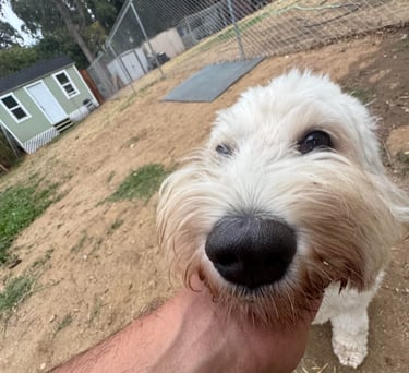 Dog being brushed and cared for during boarding stay in Fair Oaks