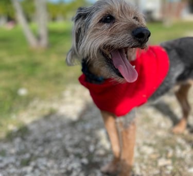Dog resting after a fun day of daycare and socialization in Roseville