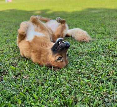 Playful pup exploring outdoor play area during boarding stay in Fair Oaks