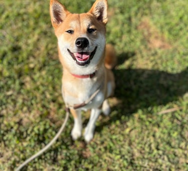 Excited dogs greeting staff during morning drop-off in Antelope, CA