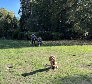 Obedience training session with owner and dog in Fair Oaks