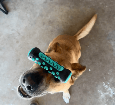 Calm dog practicing sit-stay during in-home training Sacramento