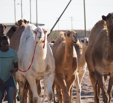a black man herding a group of camels in Kuwait