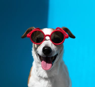 Perro-feliz-con-lentes-en-vacaciones.jpg