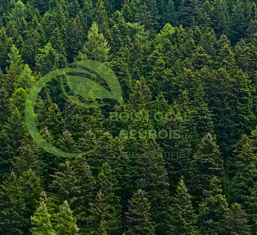 vue en hauteur d'une grande forêt de sapins