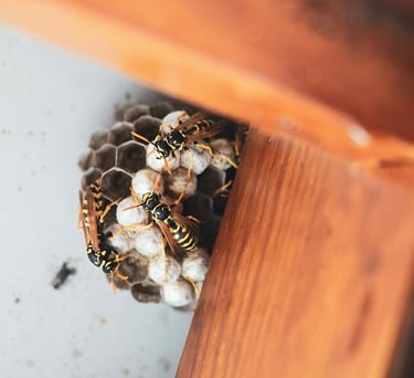 European wasp nest inside a chest of drawers