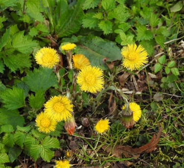a bunch of yellow flowers in the field, health problems, natural products