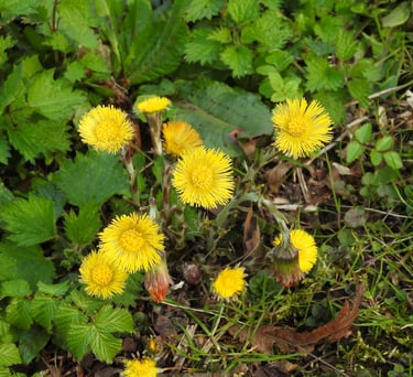 a bunch of yellow flowers that are growing on the ground
