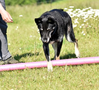 Ein schwarzer Seniorhund überquert während eines Agility-Trainings im Freien auf einer Wiese