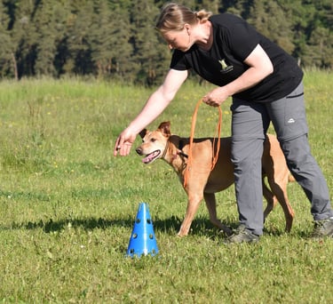 Hundetrainer trainiert einen hellbraunen Hund bei einer Agility-Übung auf einer Wiese.