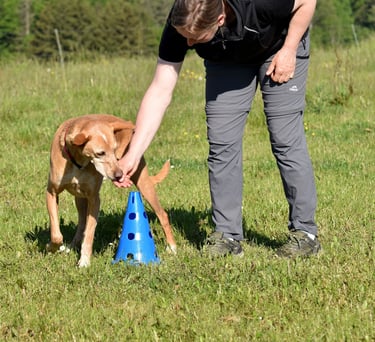 Hundetrainer belohnt einen braunen Hund beim Agility-Training im Freien mit Leckerlis