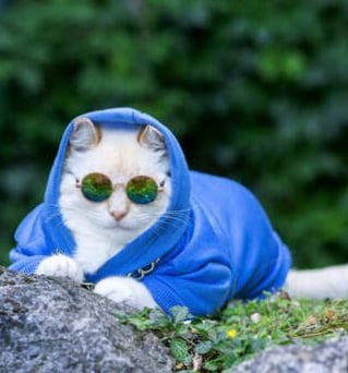 Un gato blanco y elegante, con una sudadera azul con capucha y gafas de sol, sentado sobre una roca
