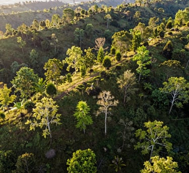 Drone photography of a reforested area in Southeast Asia, showing various stages of tree growth across a hilly landscape, vibrant green colors, morning sun.