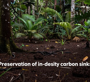 Deep forest photography of Indonesian peatland, showing the dark soil and dense vegetation, focused on the preservation of high-density carbon sinks.