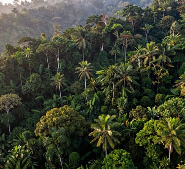 A wide-angle landscape shot of a lush, thriving Indonesian tropical rainforest canopy at dawn, misty atmosphere, vibrant shades of dark green and forest green.