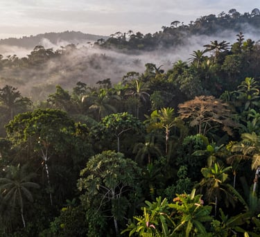 Wide angle shot of a lush Indonesian tropical rainforest with mist rolling over the canopy, early morning light, showcasing biodiversity and natural carbon storage.