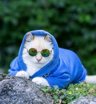 Un gato blanco con una sudadera azul con capucha y gafas de sol  sentado sobre unas rocas