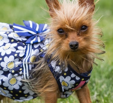 Un pequeño perro terrier marrón y desaliñado, con un vestido azul estampado de margaritas, sobre hierba verde.