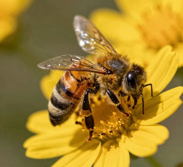 A detailed close-up shot of honeybees foraging on vibrant yellow wildflower petals under warm natural daylight.