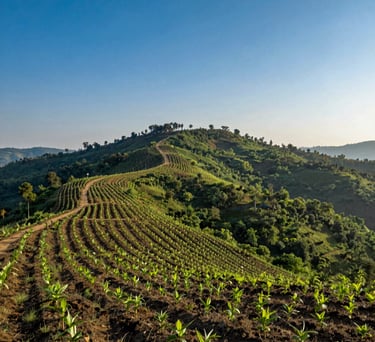 A wide-angle landscape photograph of a lush, reforested hill in Chhotaudepur, South Asian region, under a bright morning sun. The scene highlights environmental sustainability with saplings growing in rows. Deep blue sky and light blue hues in the atmosphere.