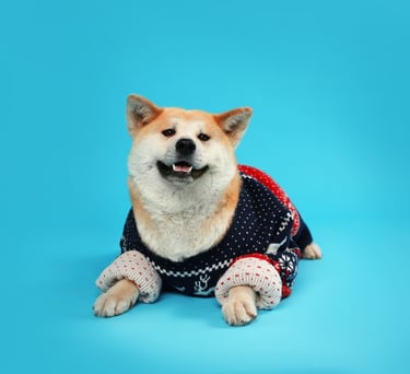 Un esponjoso perro Shiba Inu que lleva un acogedor suéter navideño azul marino y rojo, sobre un fondo azul.