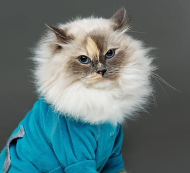 Un gato Ragdoll de pelo largo y ojos azules que lleva una camisa azul, sobre un fondo gris.