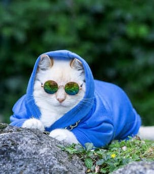 Gato blanco con sudadera azul y gafas de sol redondas, sentado sobre unas rocas al aire libre.
