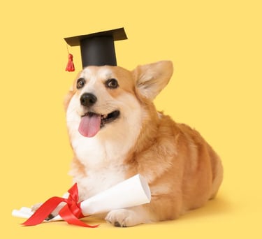 Un adorable Corgi galés de Pembroke con un birrete de graduación y un diploma sobre un fondo claro