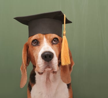 Un adorable perro Beagle con un birrete de graduación negro con borla dorada, frente a pizarron